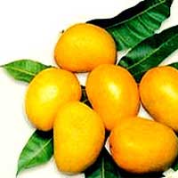 Saeed Naqvi, Langra mangoes